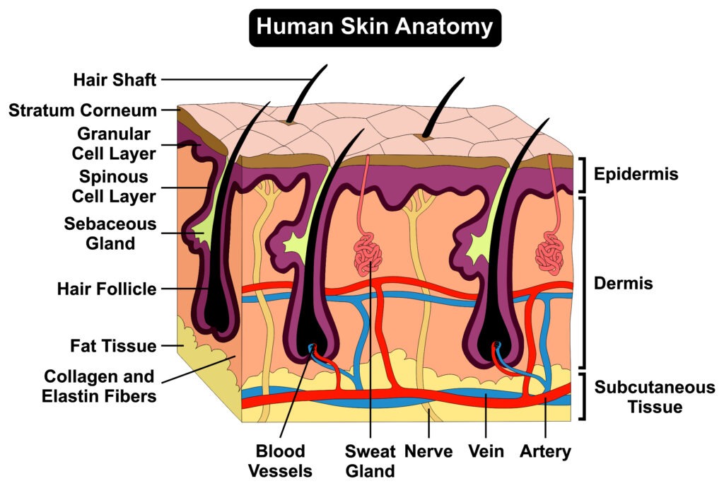 Image of human skin anatomy